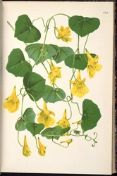 Tropaeolum pendulum